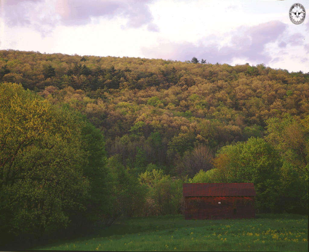 Spring, Trees in

        Bud, Pasture & Barn, Stony Hollow, NY 1987
