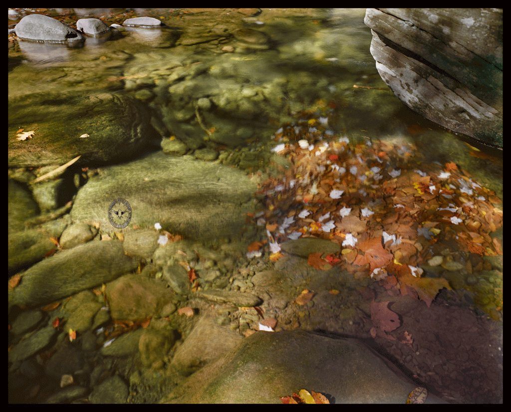 Mink Hollow

        Stream, Fall, Sunlight #1, Lake Hill, NY 1986