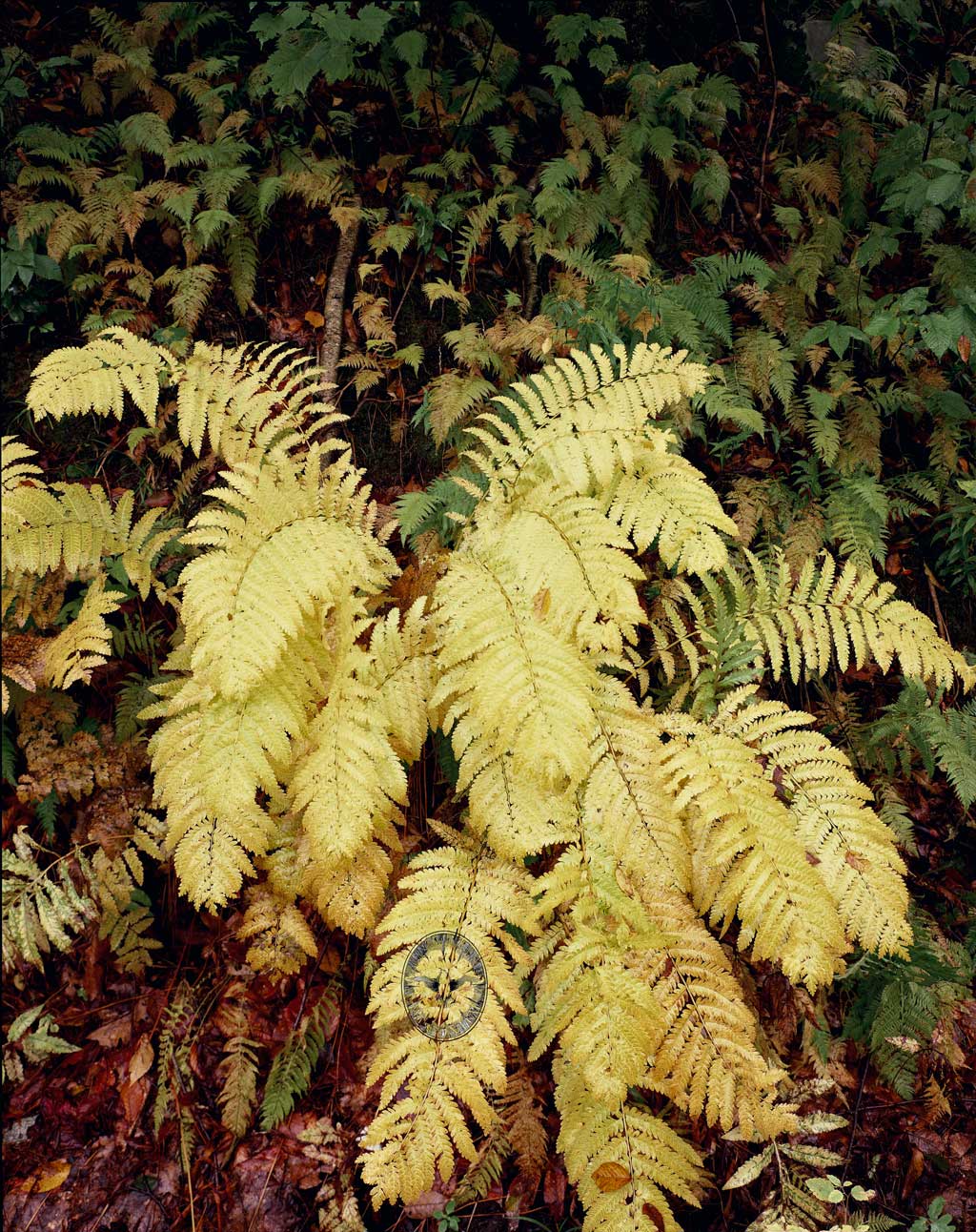Fall Ferns in

        Gold, Mink Hollow Road Lake Hill, NY 1986