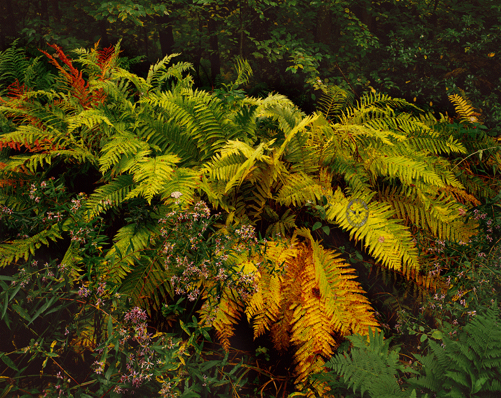 Fall Fern Jungle,

        Mink Hollow Road, Lake Hill, NY 1986